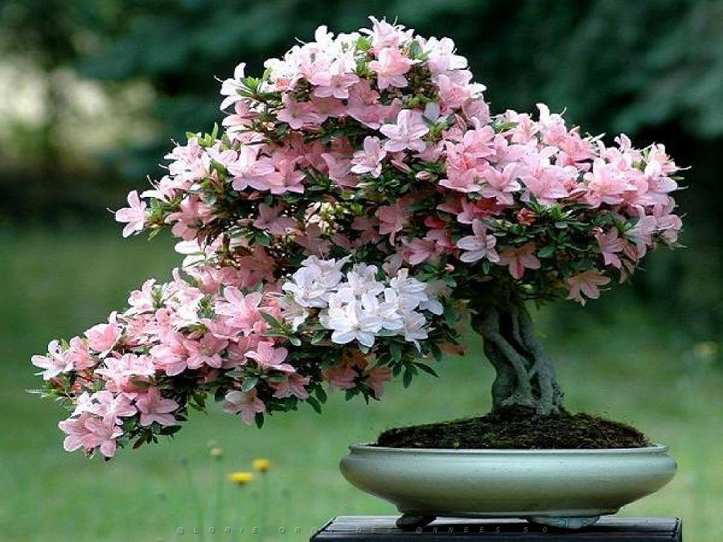 149 BONZAI A MAULEVRIER 2016_000029.jpg